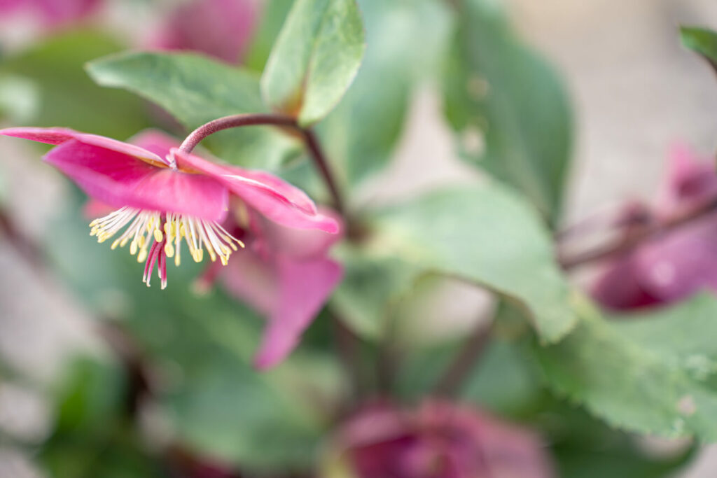 Wild und Wundervoll Blumengarten Blumen